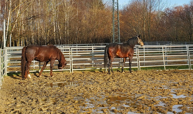 Allwetterkoppel.kl