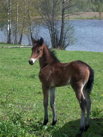 Morgan Horse Stutfohlen Edelhofs Justina